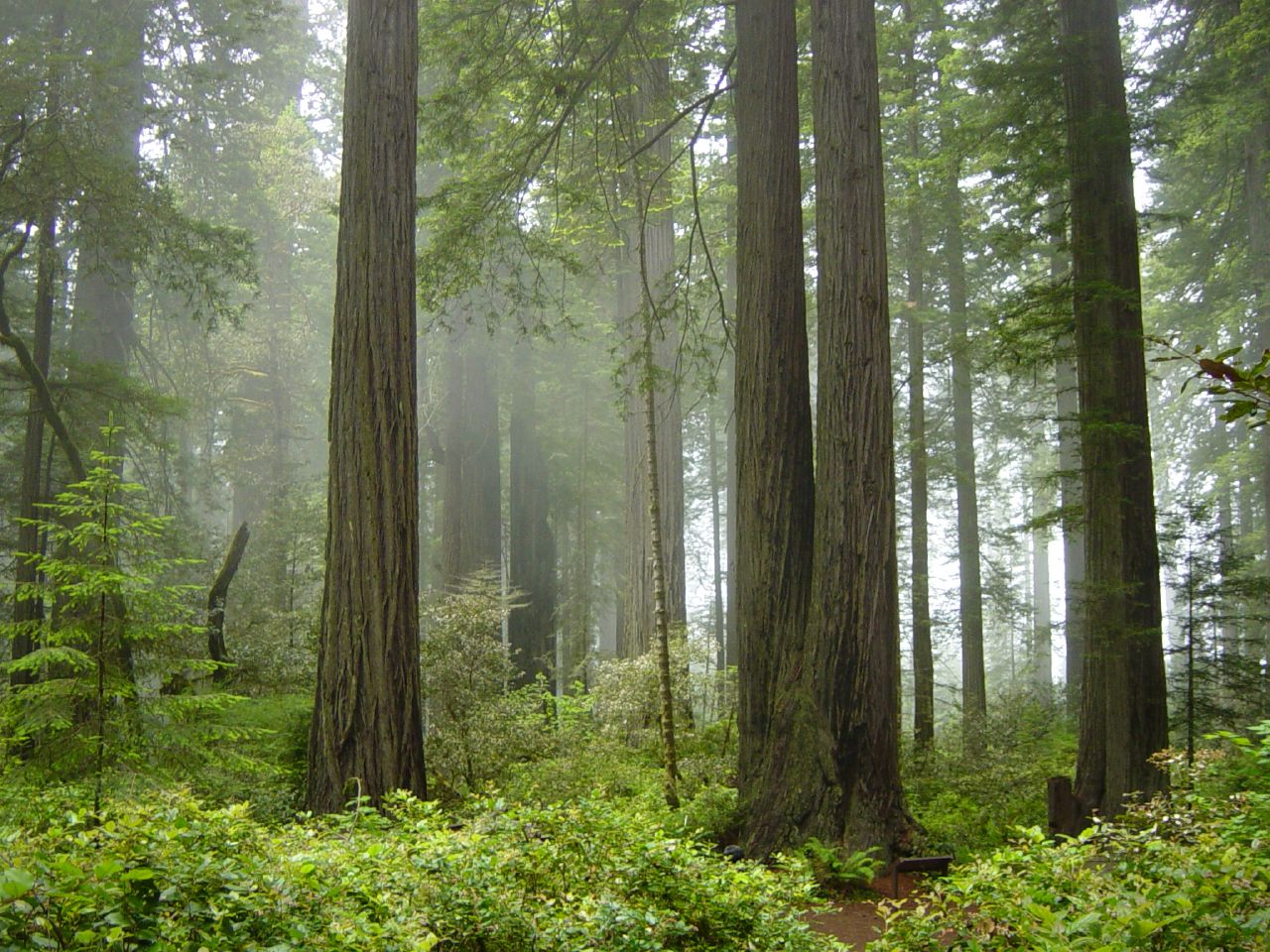 Sunlight filtering between coast redwood trunks above a lush green forest floor